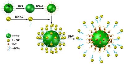 A Fluorescence Resonance Energy Transfer Probe Based on DNA-Modified Upconversion and Gold Nanoparticles for Detection of Lead Ions